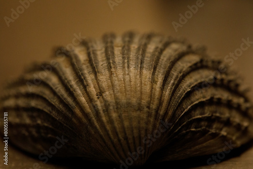 Shell