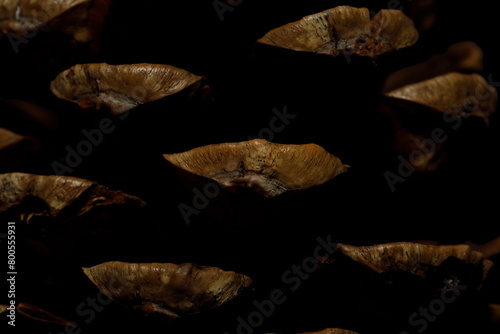 Pine cone