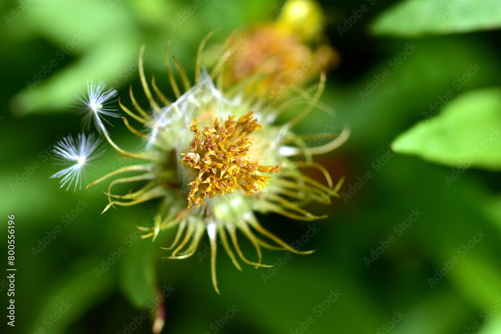 Samen an einer welkenden Gemswurz-Blüte Samen an einer welkenden Gemswurz-Blüte