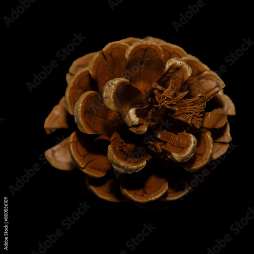 Pine cone