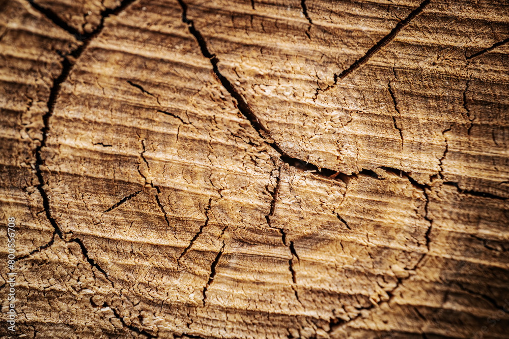 Fototapeta premium Old wood texture with cracks and scratches. Abstract background and texture for design.