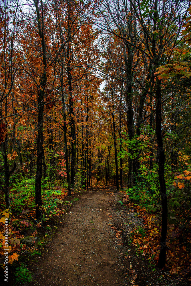 Walking path in autumn forest with colourful leaves