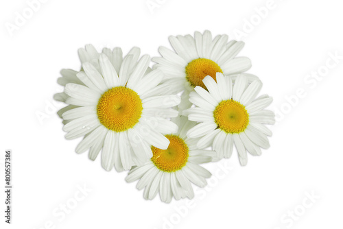 beautiful daisy white flower blooming in spring cutout in transparent background png format top view