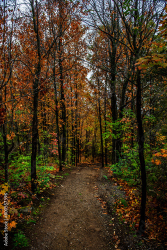 Walking path in autumn forest with colourful leaves