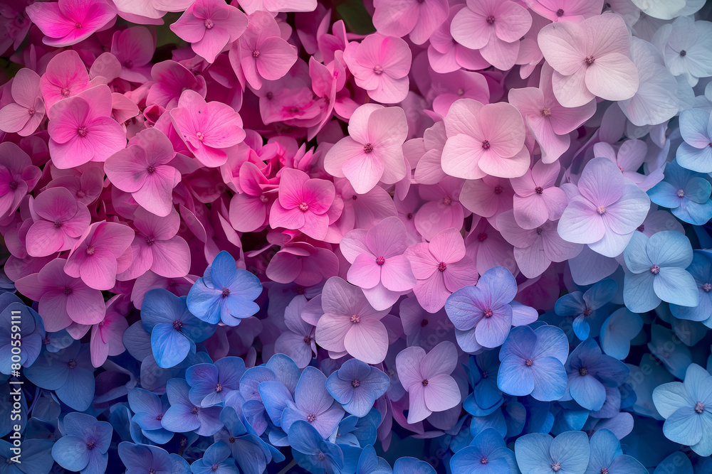 Fototapeta premium pink hydrangea flowers, Immerse yourself in a sea of vibrant hues as beautiful colorful hydrangea flowers create a stunning background