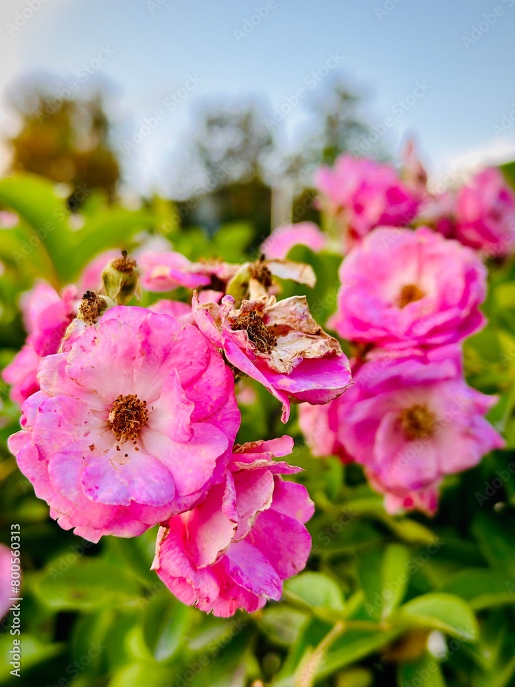 pink and white flowers