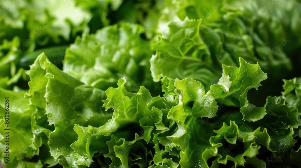 A full background of fresh green lettuce, displaying its vibrant leaves and crisp texture A full background of fresh green lettuce, displaying its vibrant leaves and crisp texture