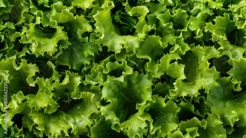 A full background of fresh green lettuce, displaying its vibrant leaves and crisp texture