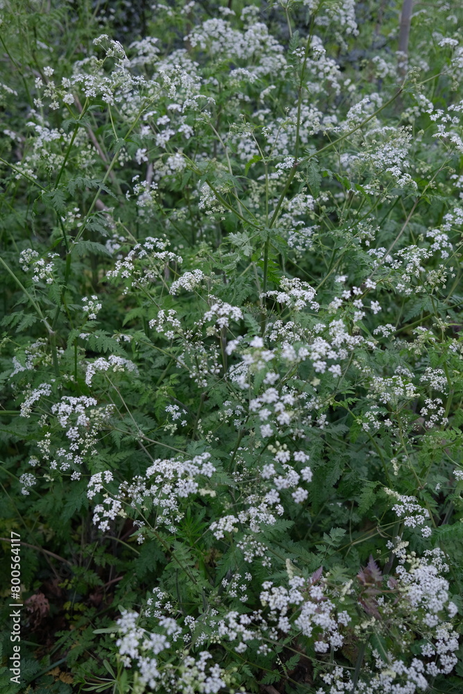 cow parsley in woodland cow parsley in woodland