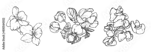 Wallpaper Mural Spring flowers drawing with line-art on white background Torontodigital.ca