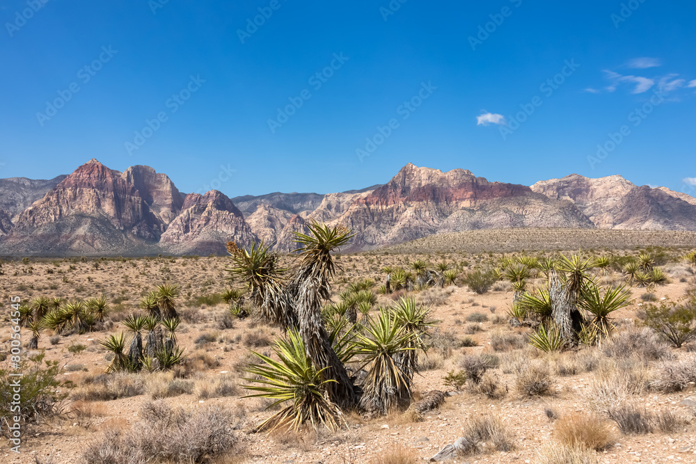 Joshua tree with panoramic view of limestone peaks Mount Wilson, Bridge and Rainbow Mountain of Red Rock Canyon National Conservation Area in Mojave Desert near Las Vegas, Nevada, United States