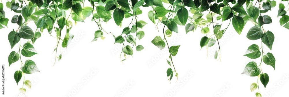 Illustration of a banner with green leaves hanging at the top of the image with a empty white background Illustration of a banner with green leaves hanging at the top of the image with a empty white background
