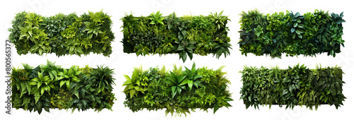 Set of green garden walls from tropical plants, cut out