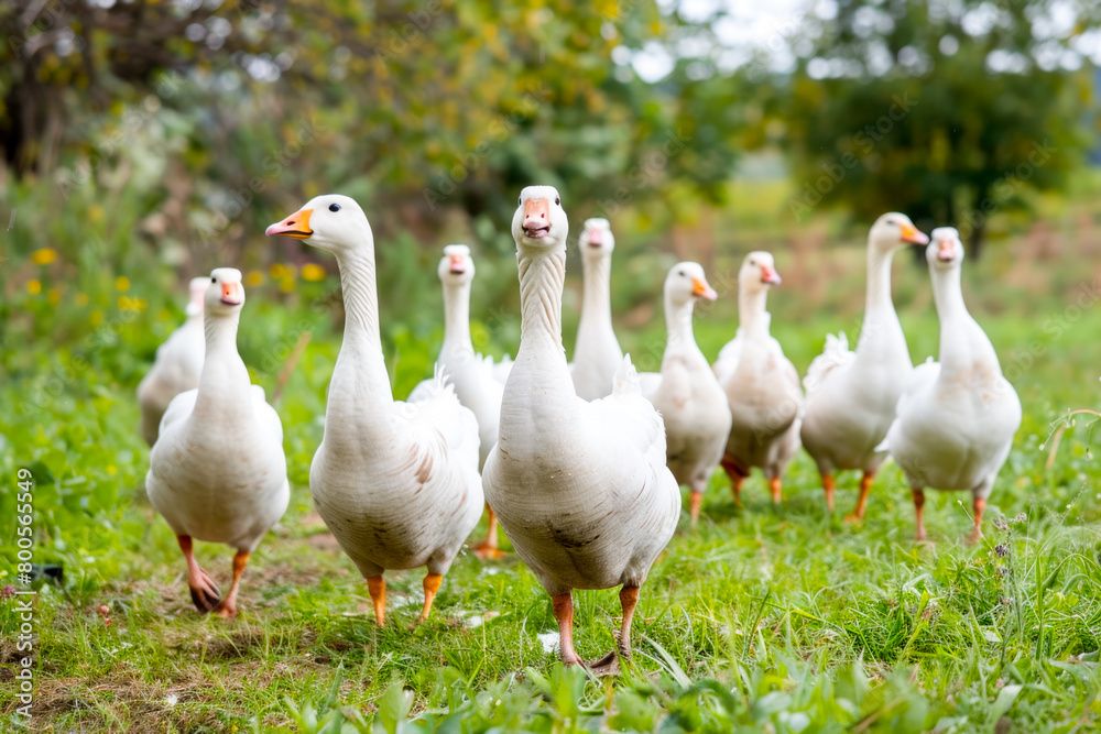 An idyllic image capturing the tranquility of a group of geese grazing on a vibrant green meadow adorned with colorful flowers. An idyllic image capturing the tranquility of a group of geese grazing on a vibrant green meadow adorned with colorful flowers.