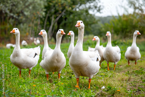 A picturesque scene of a group of geese peacefully feeding on a lush green flower meadow, surrounded by the beauty of nature.