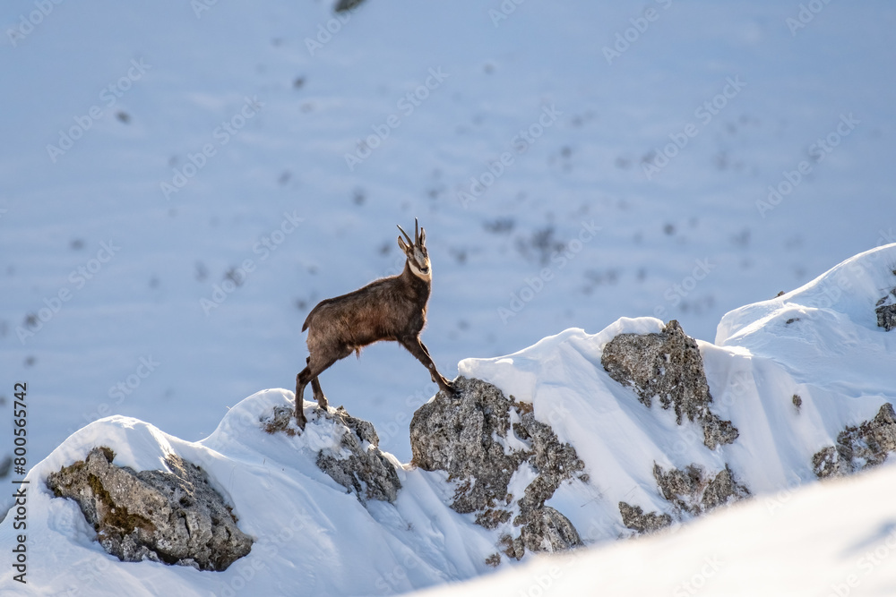 The incredible agility of the European Alpine chamois (Rupicapra rupicapra) posing between two snow-capped rocks on the edge of a precipice. Italian Alps, horizontal, January.