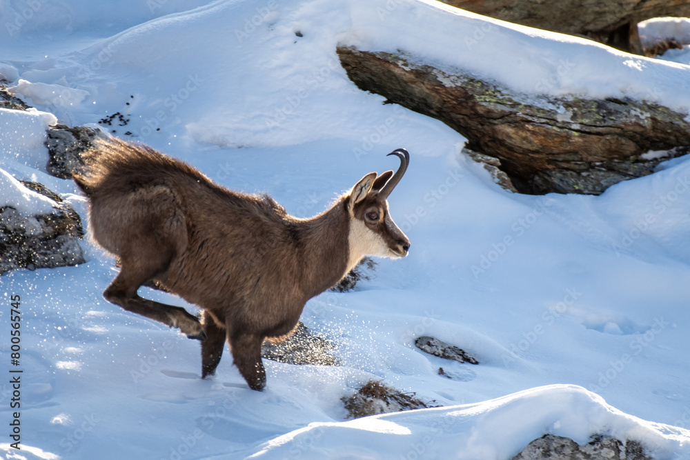 European male Alpine Chamois (Rupicapra rupicapra) running in the snow, Alps mountains, Italy. Horizontal, January.