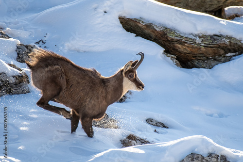 Obraz na płótnie European male Alpine Chamois (Rupicapra rupicapra) running in the snow, Alps mountains, Italy. Horizontal, January. w salonie