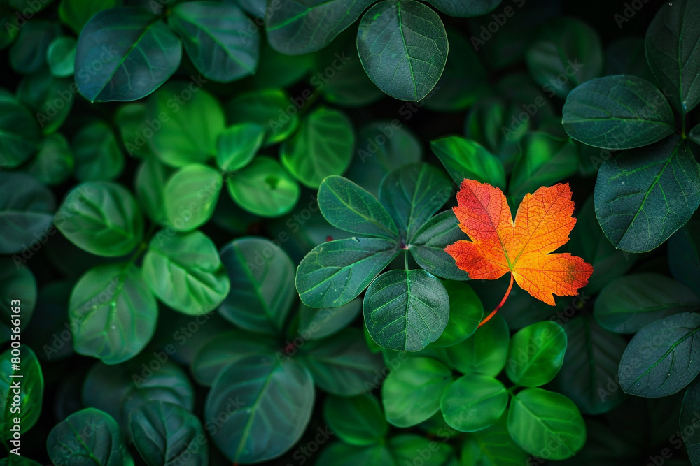 A different colored leaf among green foliage, symbolizing change and the willingness to stand out in leadership A different colored leaf among green foliage, symbolizing change and the willingness to stand out in leadership