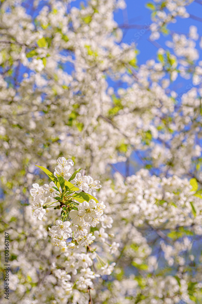 Cherry blossoms in spring. Natural floral background. Cherry blossoms in spring. Natural floral background.