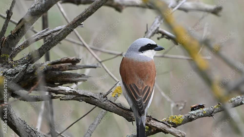 Red-backed Shrike,Lanius collurio. In the wild. Red-backed Shrike,Lanius collurio. In the wild.