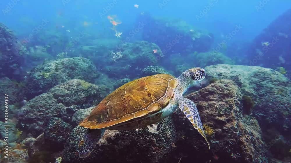Tortuga verde (chelonia midas) nadando en el mar y 
 comientor.  Green sea turtle swimming under the ocean
