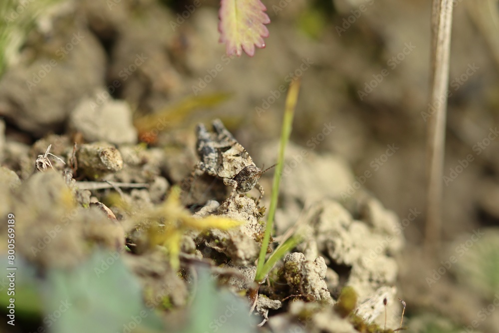 Naklejka premium Langfühler-Dornschrecke (Tetrix tenuicornis)