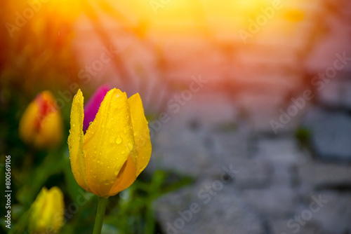 Yellow tulips with water droplets in Sunset. Close up shot of yellow tulip in Emirgan Park. Yellow tulips lit by sunlight. photo