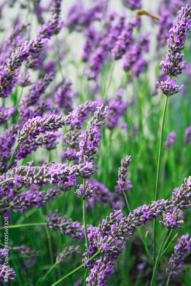 Naklejka premium close up shot of lavender flowers