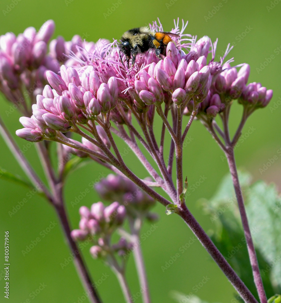 there is a bee that is standing on the purple flower there is a bee that is standing on the purple flower