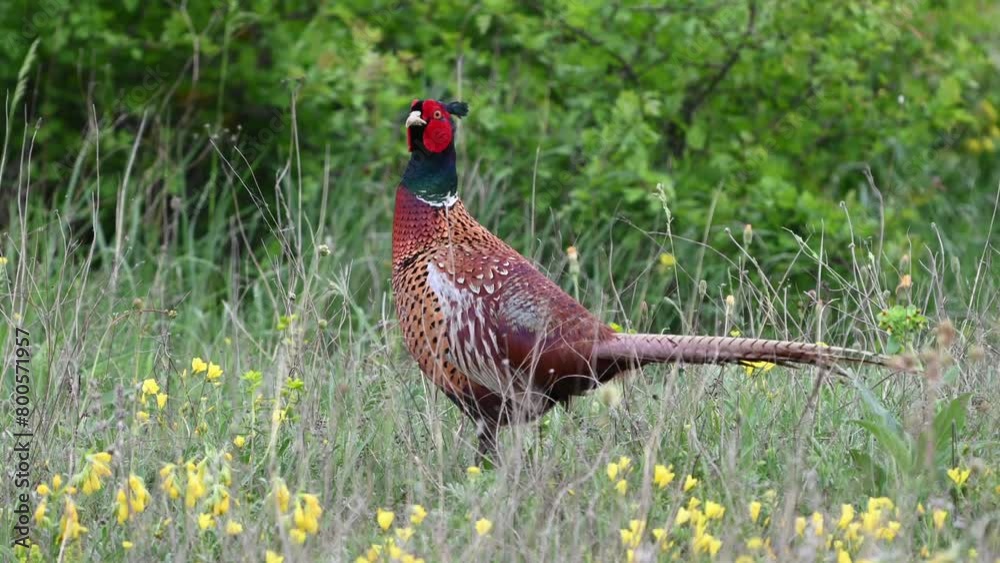 Male common pheasant Phasianus colchicus in the wild. A pheasant walks in a forest. Male common pheasant Phasianus colchicus in the wild. A pheasant walks in a forest.
