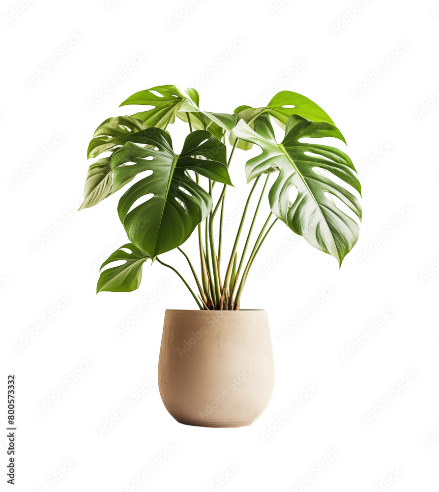 Lush Monstera plant with iconic split leaves, potted in a minimalist, embodying modern home decor. Generative AI Lush Monstera plant with iconic split leaves, potted in a minimalist, embodying modern home decor. Generative AI