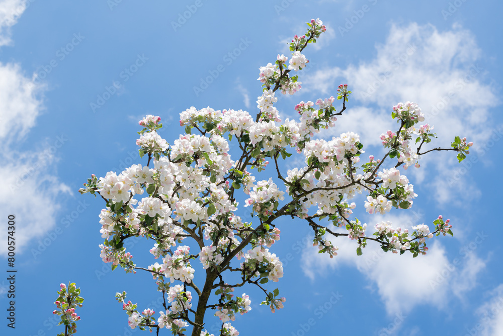 Spring,Blossoming apple blossom