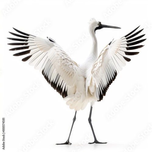 a large white bird with black wings spread out