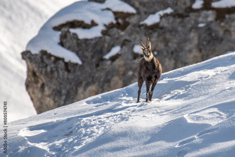 agile, alp, alpine, alpine chamois, alpine landscape, alpino, alps, altitude, amazing, beautiful, beauty, bovidae, camoscio, caprinae, chamois, closeup, cold, covered, environment, escape, europe, eur