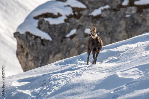 Obraz na płótnie agile, alp, alpine, alpine chamois, alpine landscape, alpino, alps, altitude, amazing, beautiful, beauty, bovidae, camoscio, caprinae, chamois, closeup, cold, covered, environment, escape, europe, eur w salonie