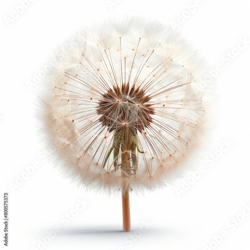 a dandelion with seeds on a white background © LUPACO IMAGES