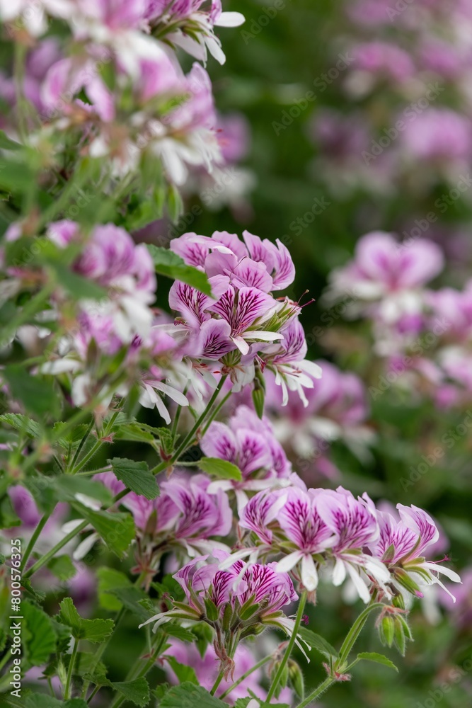 Close up of pelargonium cordifolium flowers in bloom Close up of pelargonium cordifolium flowers in bloom