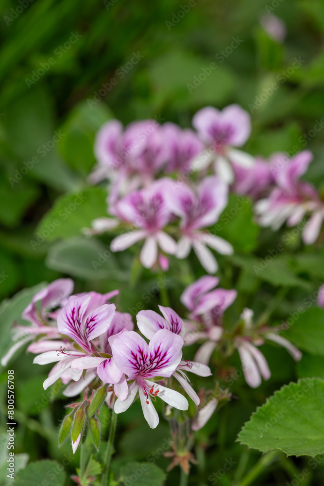 Close up of pelargonium cordifolium flowers in bloom Close up of pelargonium cordifolium flowers in bloom