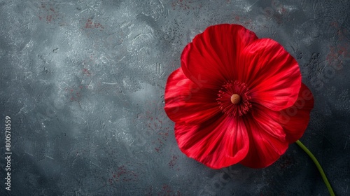 a red flower on a gray surface photo