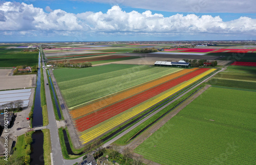 Aerial view of beautifully colored flower bulb fields in the north of North Holland.