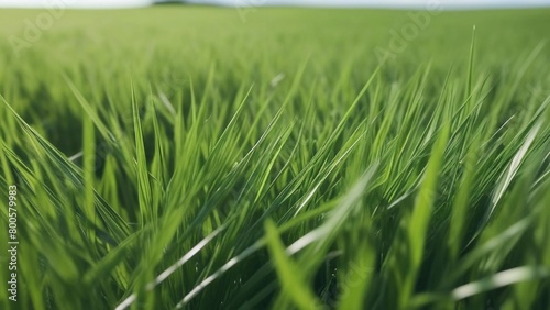 green grass in close-up. Background