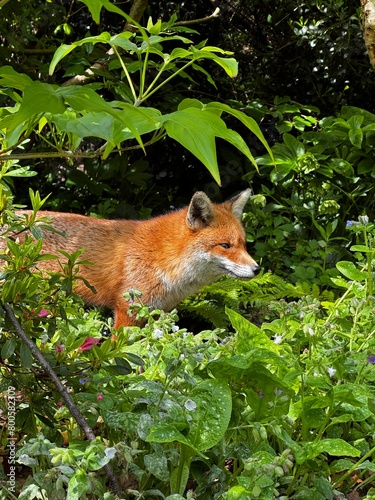 red fox vulpes © Vincenzo