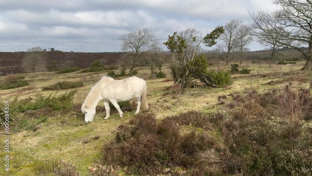 White Icelandic horse in the Iceland, The Icelandic white horse is a breed of horse, Horses at Lofoten, Norway, the horses are small, at times pony-sized, friendly animals and curious if tourists. White Icelandic horse in the Iceland, The Icelandic white horse is a breed of horse, Horses at Lofoten, Norway, the horses are small, at times pony-sized, friendly animals and curious if tourists.