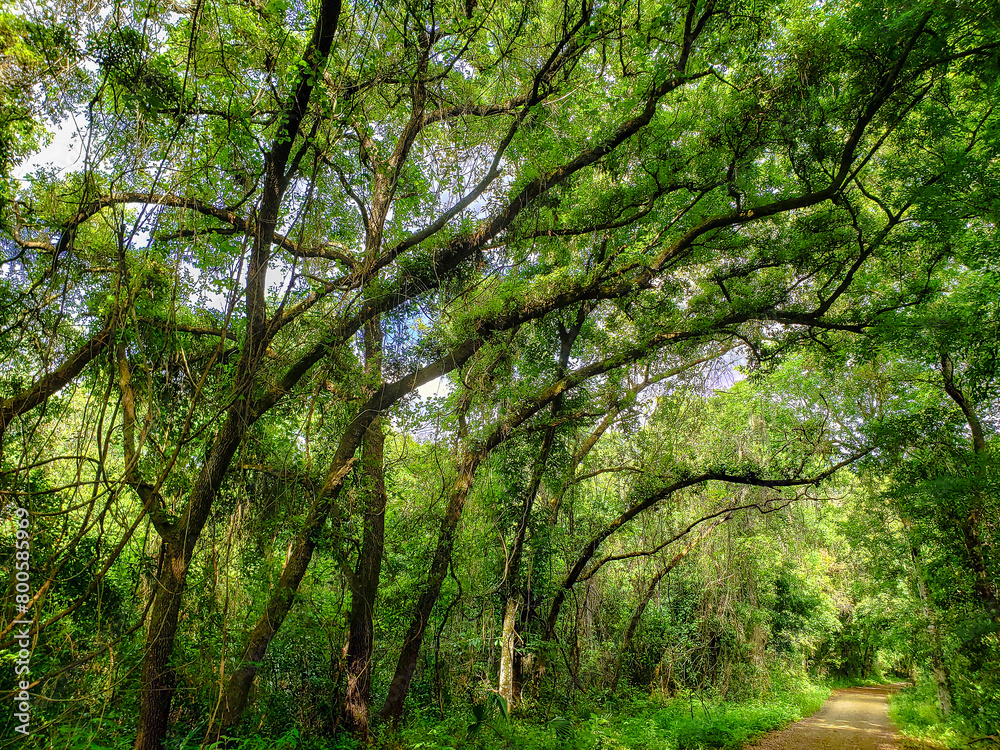 Views Seen from the Lake Apopka Loop Trail, Florida Views Seen from the Lake Apopka Loop Trail, Florida