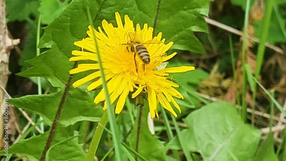 Wespe sitzt auf einer gelben Blume Wespe sitzt auf einer gelben Blume