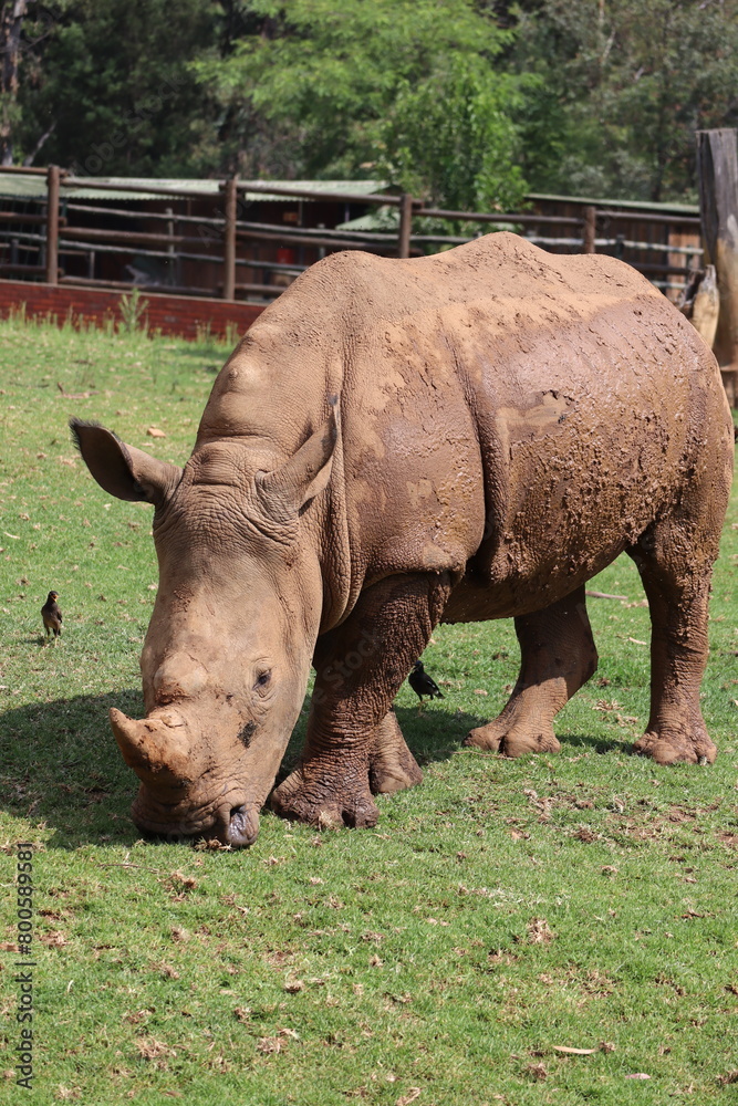 White Rhinoceros in Johannesburg Zoo, South Africa, White Rhino Stock Photo White Rhinoceros in Johannesburg Zoo, South Africa, White Rhino Stock Photo