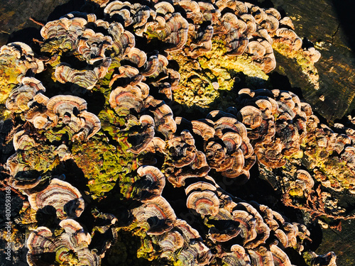 top down stump fungus pattern
