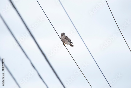 Elusive Broad Wing Hawk perched on a wire photo