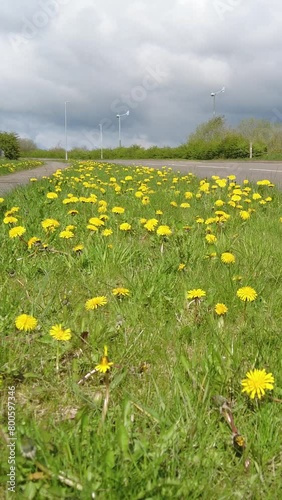 vertical video of a roadside green grass verge of yellow dandelion flowers blowing in the breeze next to a busy country road